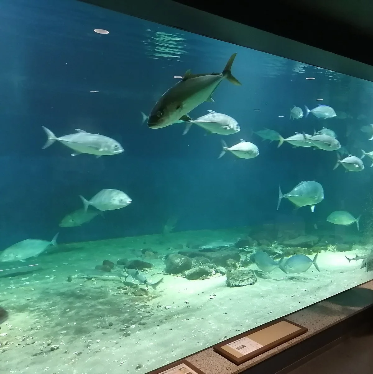 Shirahama Aquarium Kyoto University