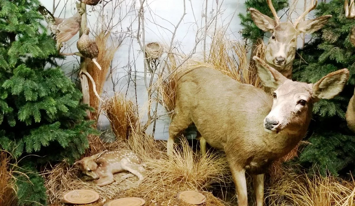 The Den - Jasper's Wildlife Museum