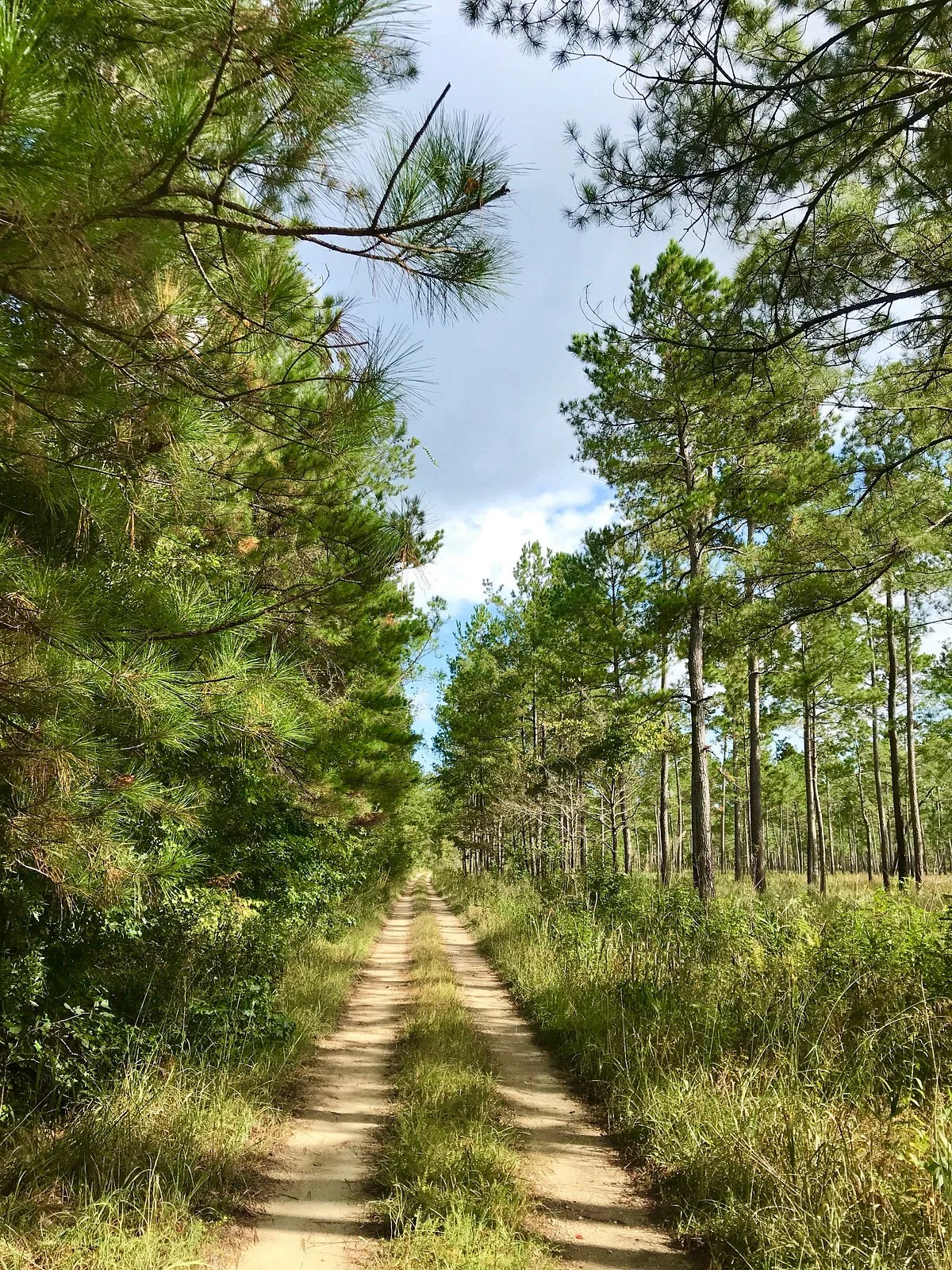 Francis Marion National Forest