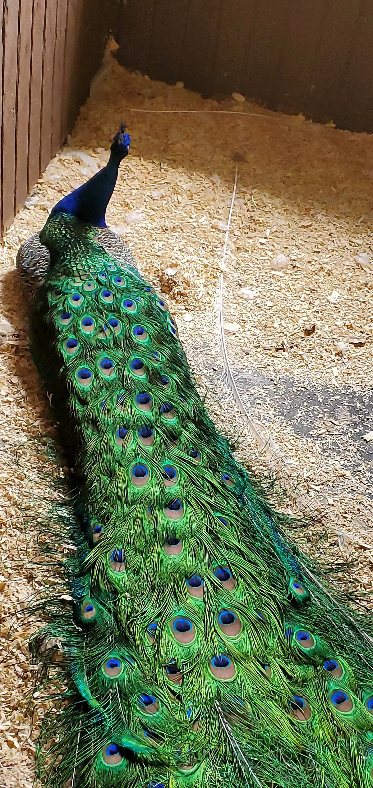 Summerfield Farm and Zoo