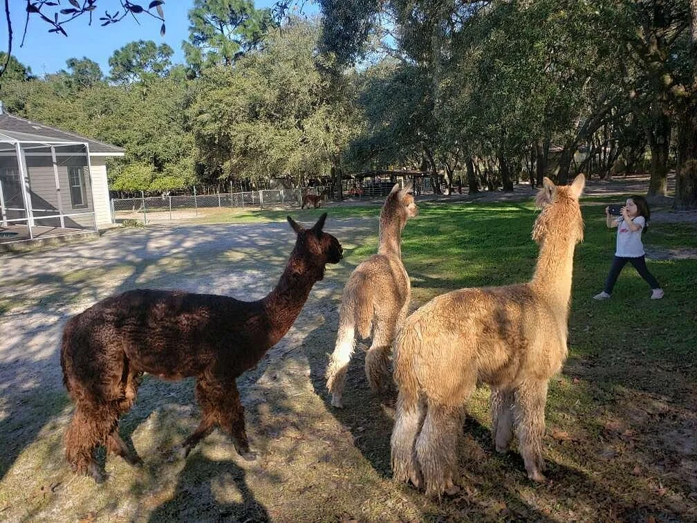 Funny Farm Alpacas