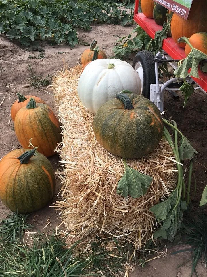New Sweden Farms