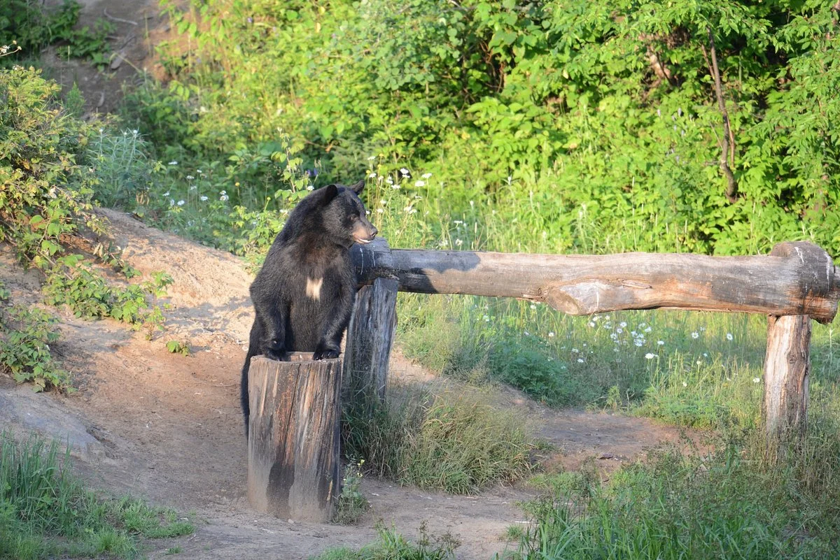 Observation de l'Ours Noir