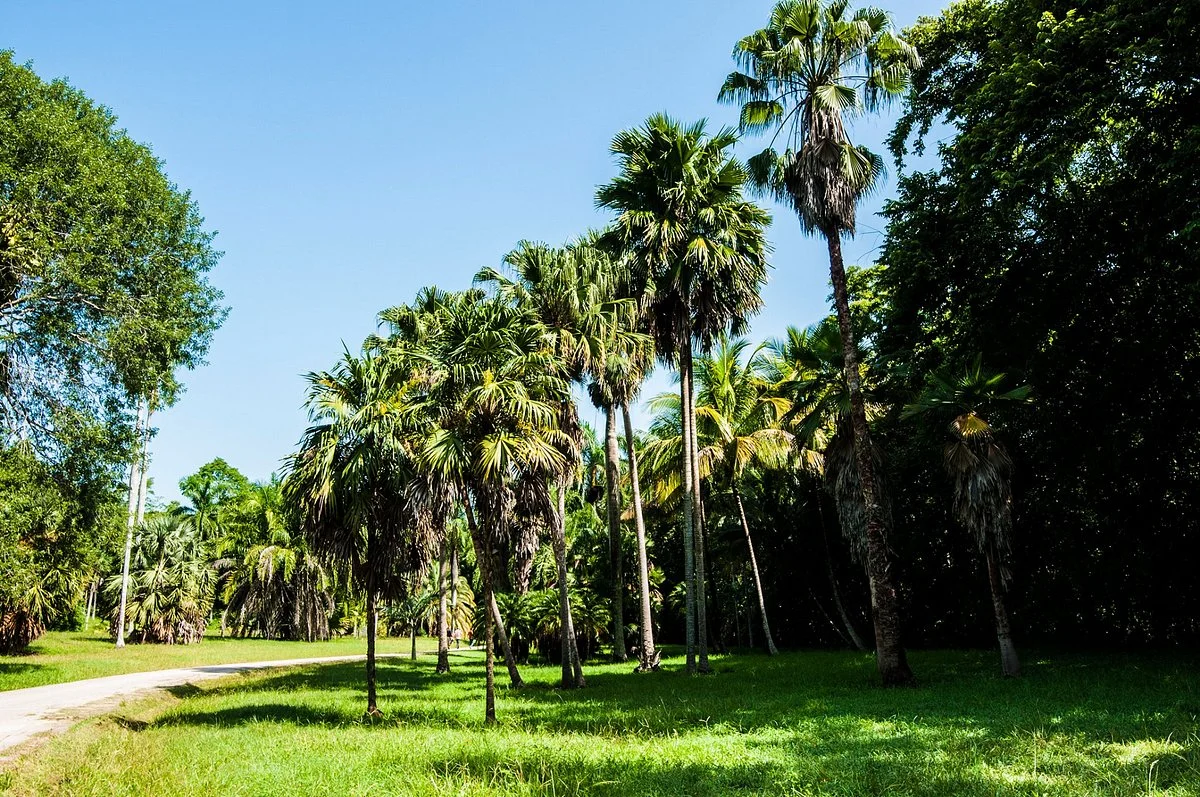Jardin Botanico de Cupaynicu