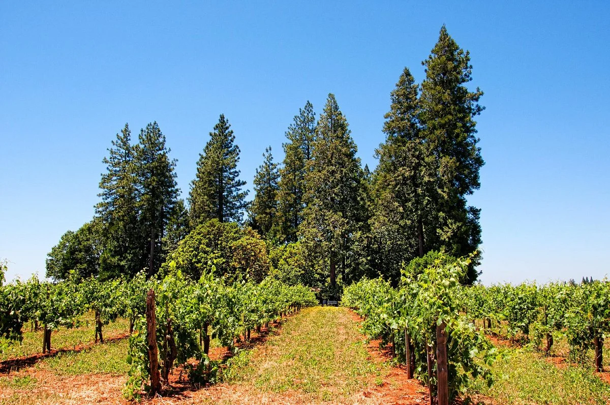 Madrona Vineyards
