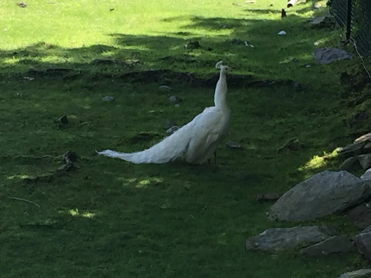East Coast Exotic Animal Rescue