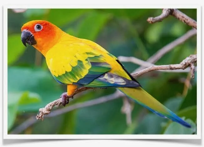 CuCkoo Birds Park