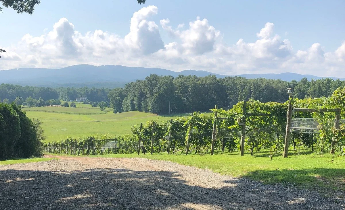 Reynard Florence Vineyard
