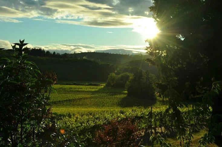 Airlie Winery