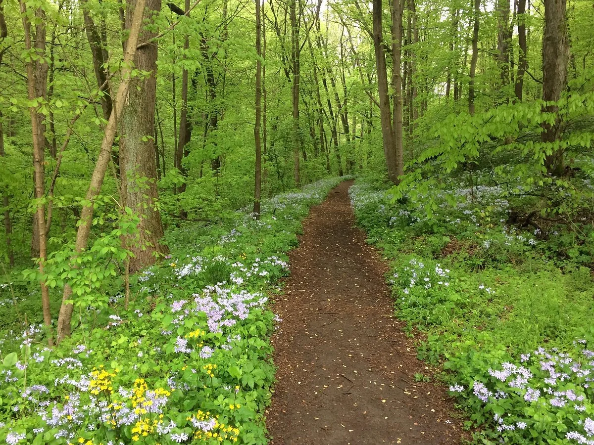 Shenk's Ferry Wildflower preserve
