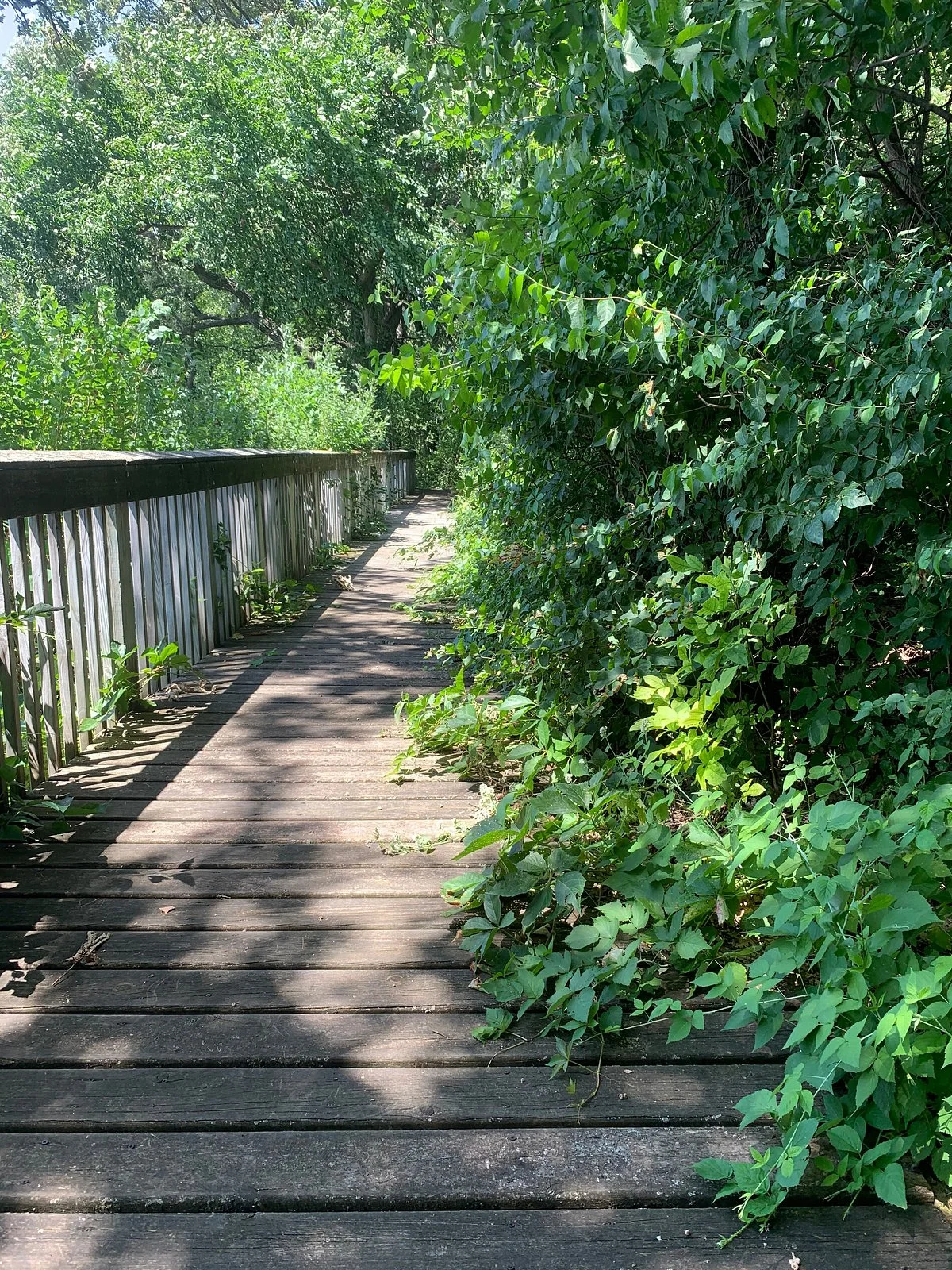 Elinor Bedell State Park
