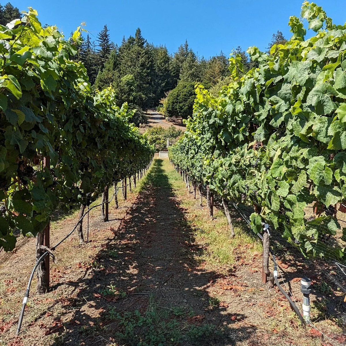 Soquel Vineyards