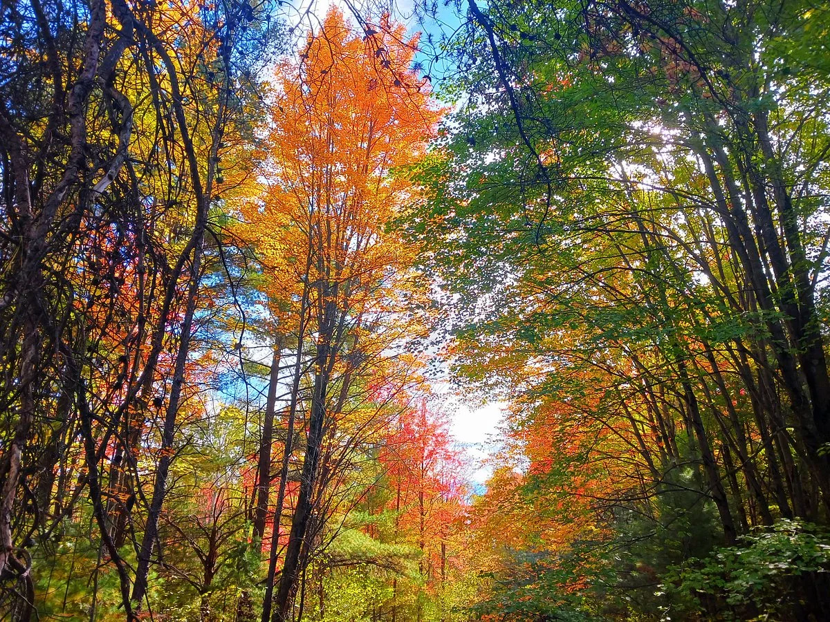 Stevens Point Sculpture Park