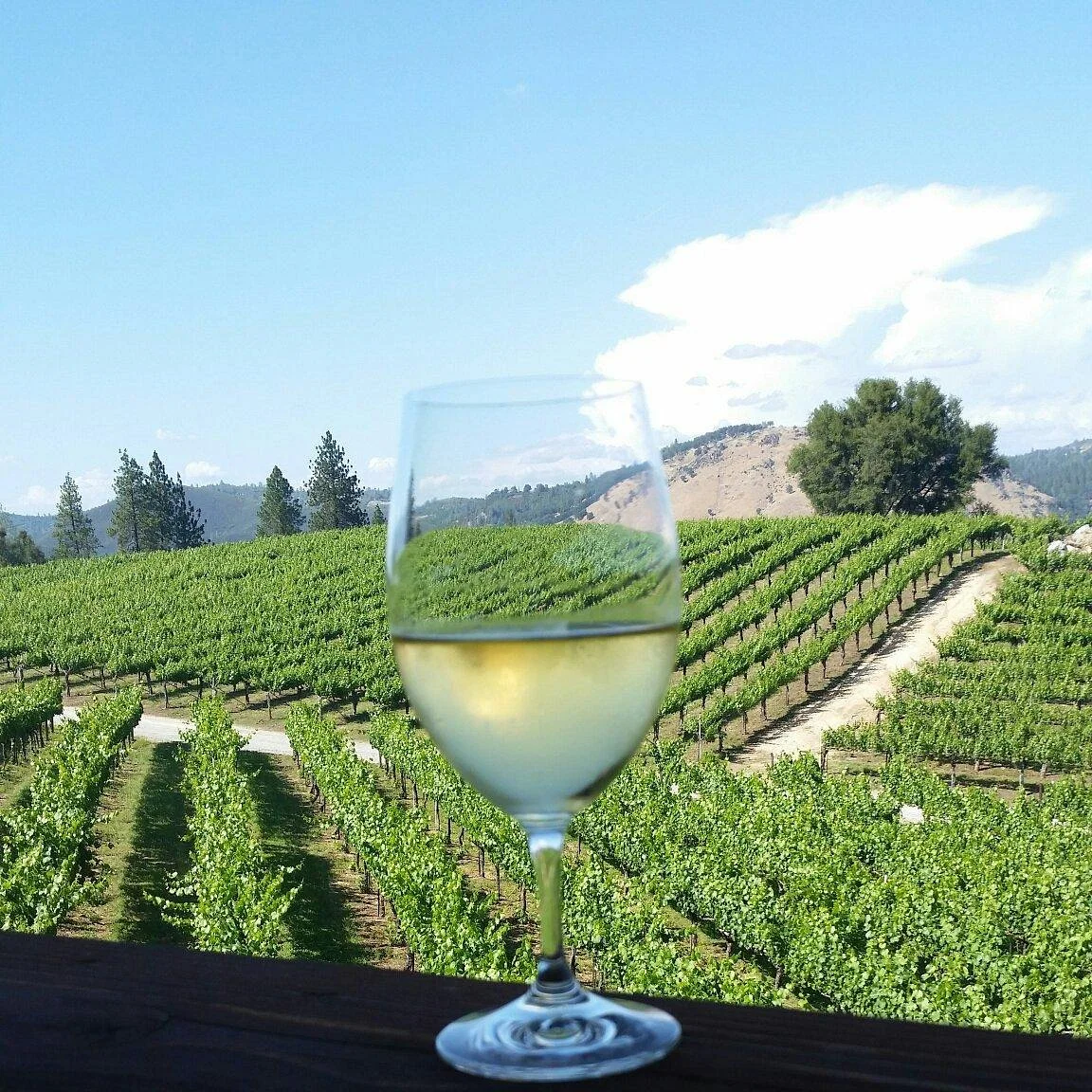 Gold Hill Vineyard