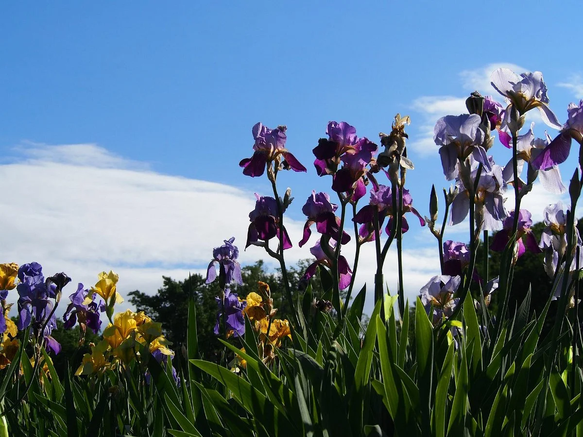 Presby Iris Gardens