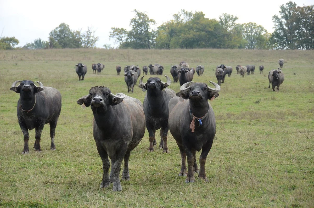 Ontario Water Buffalo Company