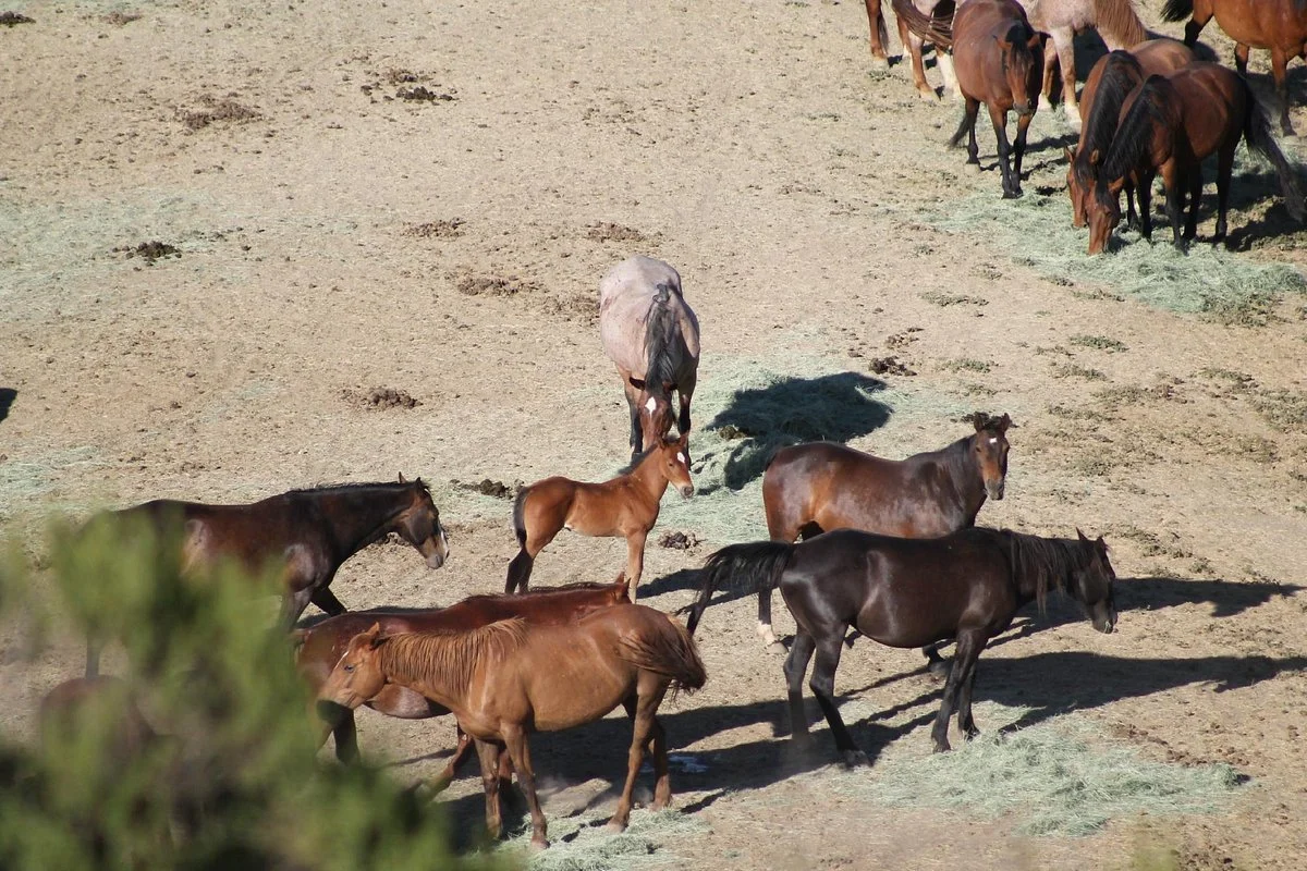 Return to Freedom, American Wild Horse Sanctuary