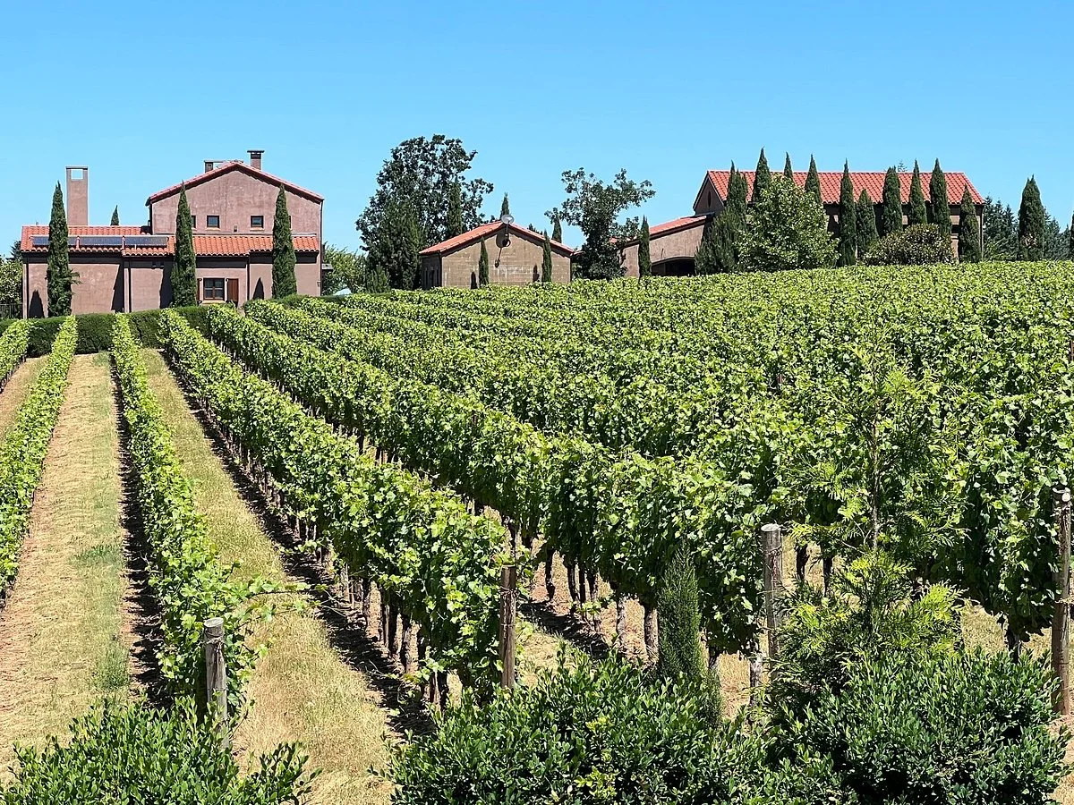 Alloro Vineyard