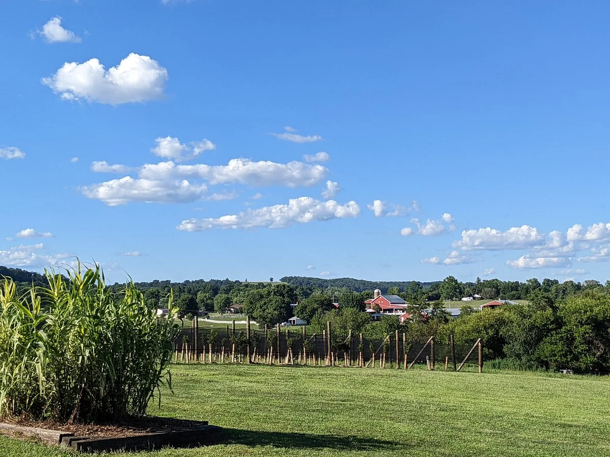 Marceline Vineyards