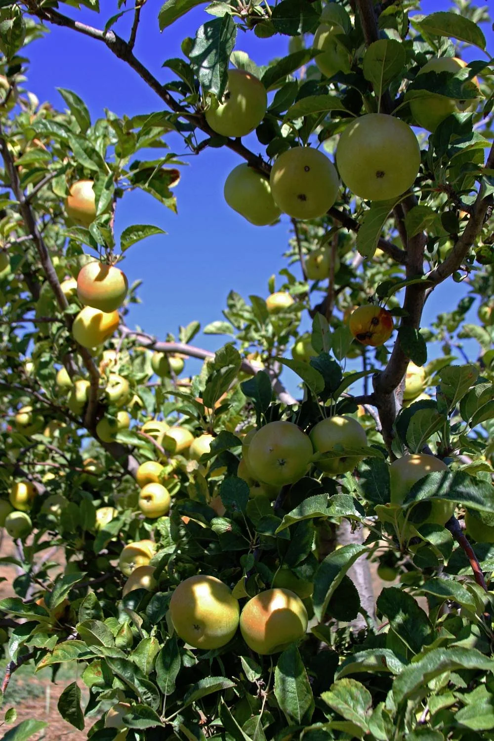 Apple Starr Orchard