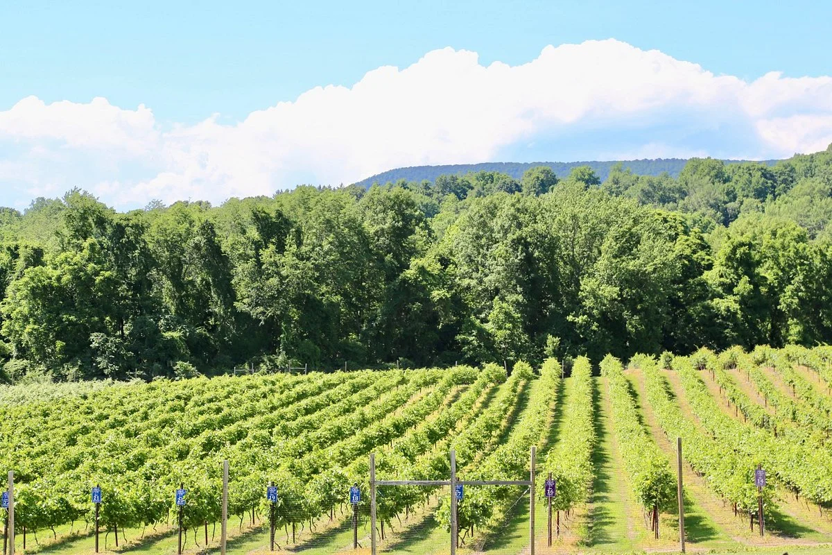 Brook hollow winery