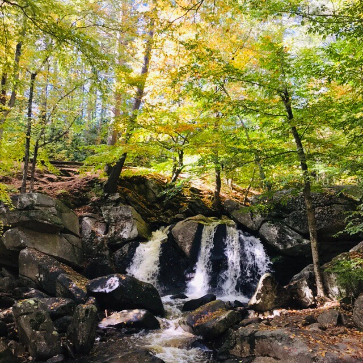 Willard Brook State Forest