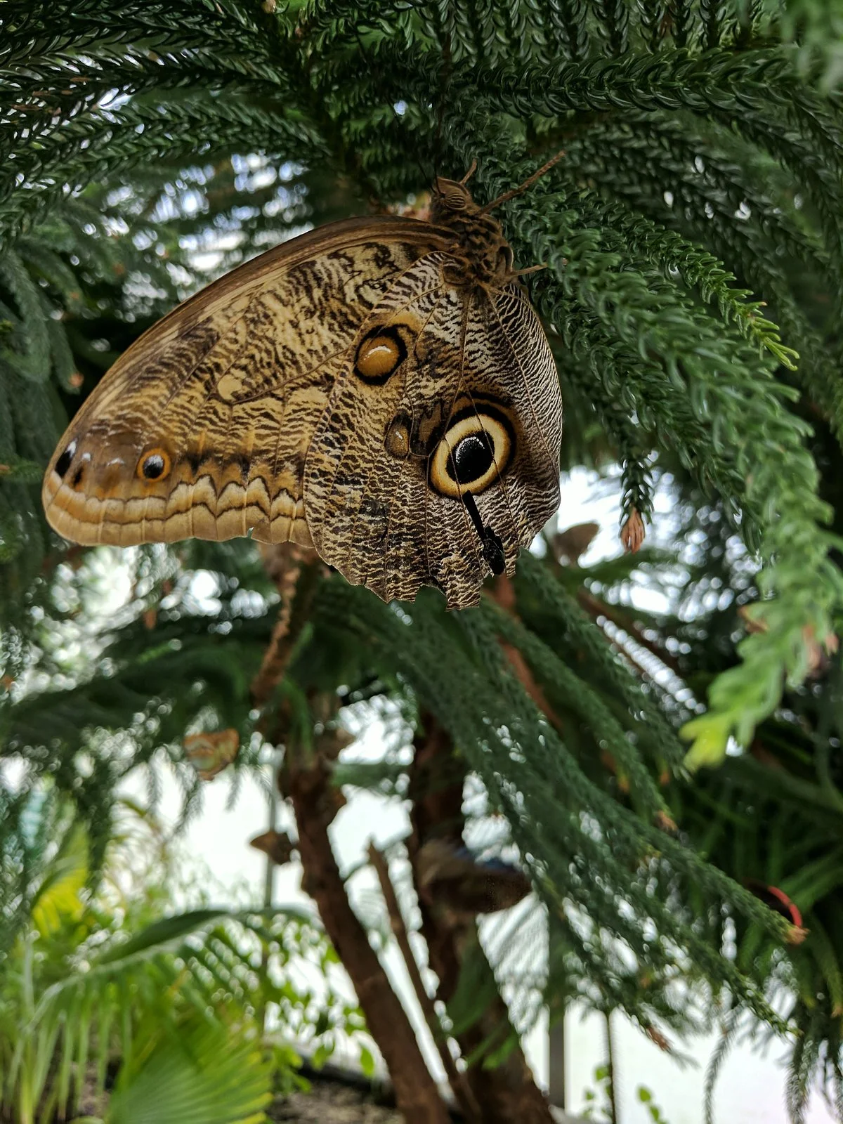 Butterfly House