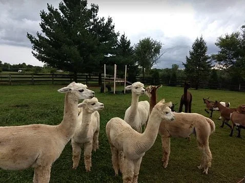 Windy Hill Farm