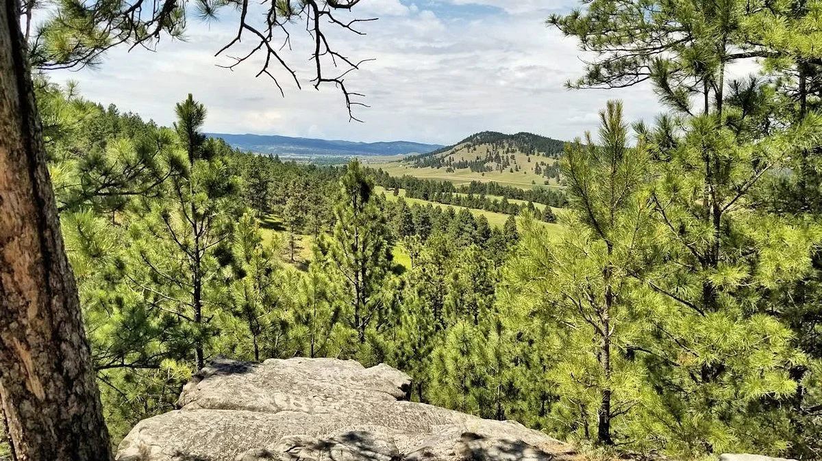 Petrified Forest of the Black Hills