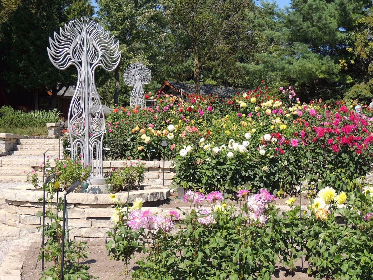 Dahlia Hill