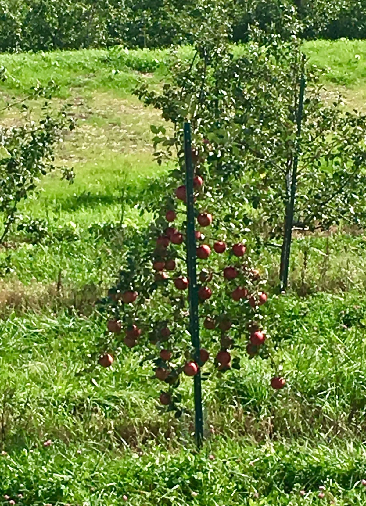 Fireside Orchard and Gardens