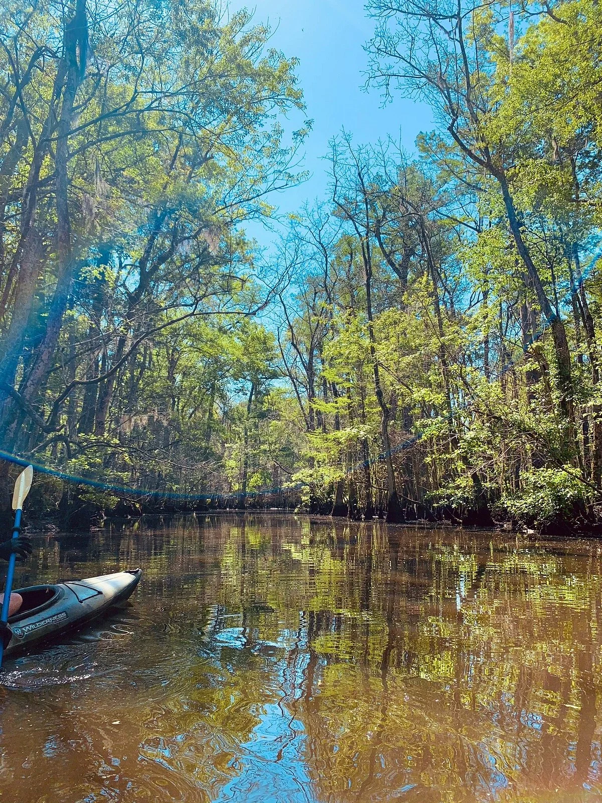 Francis Beidler Forest