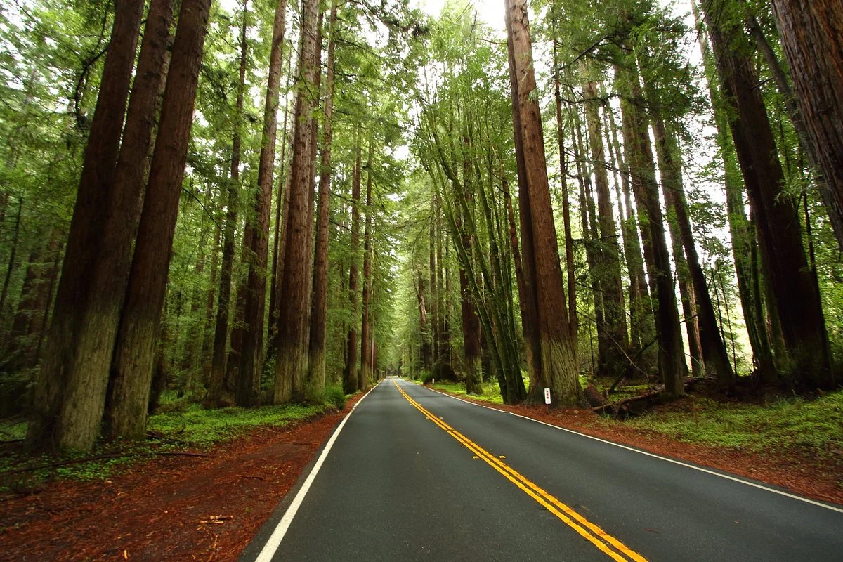 Navarro River Redwoods State Park