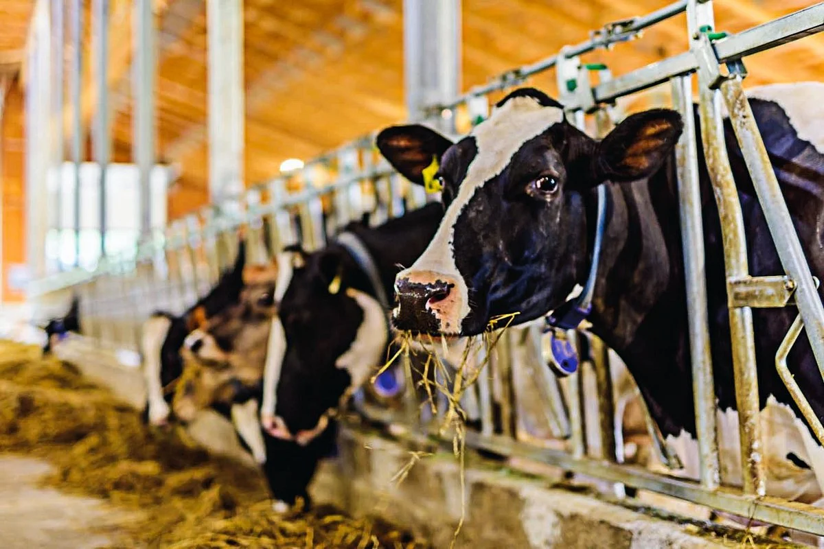 Eagle Acres Dairy