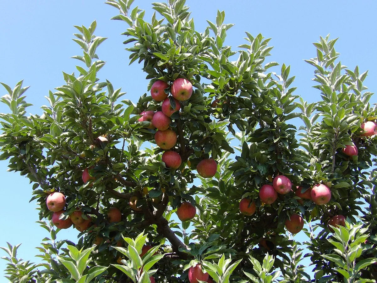MacQueen Orchards & Farm Market