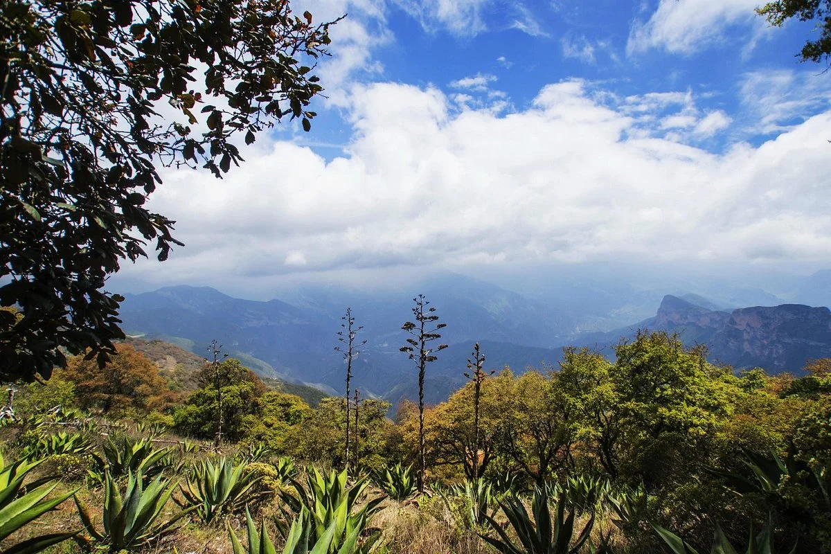 Sierra Gorda Biosphere Reserve