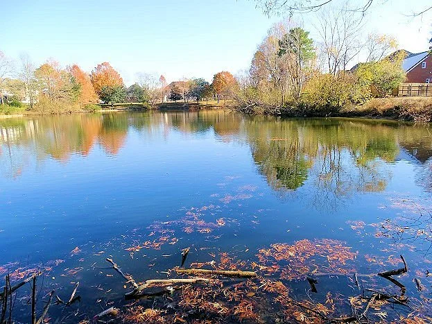 Chesapeake Arboretum