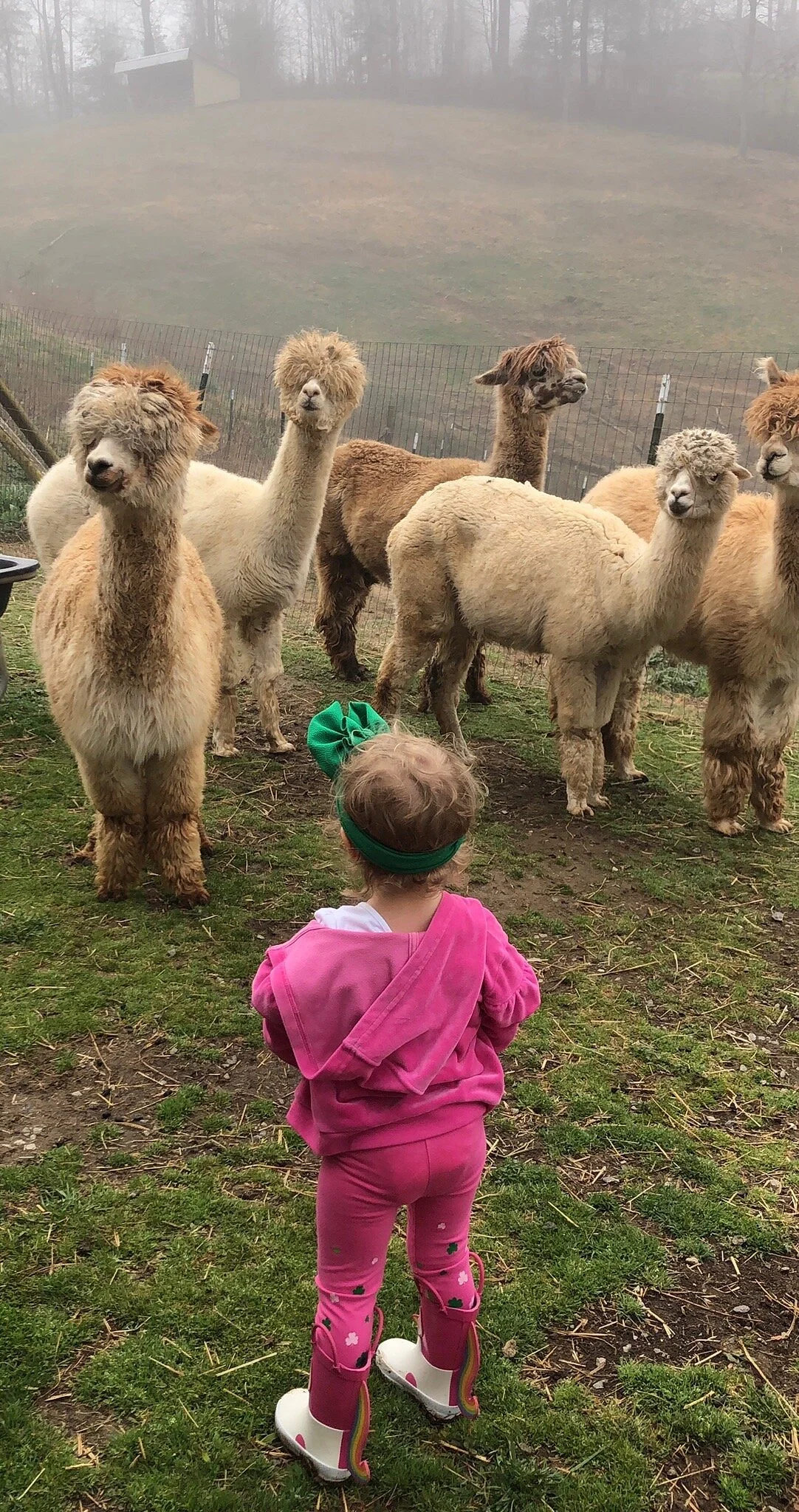 Last Penny Farm Alpacas