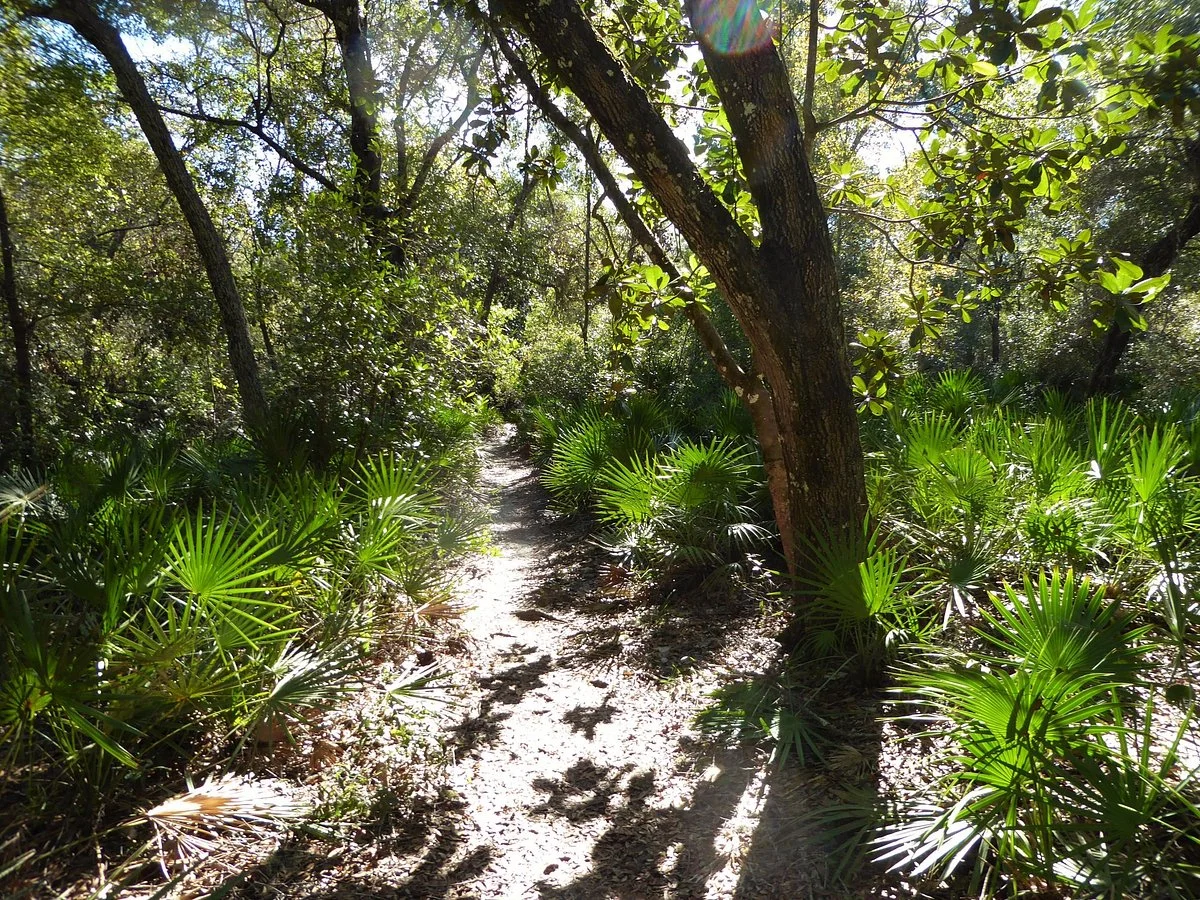 Salt Springs Observation Trail