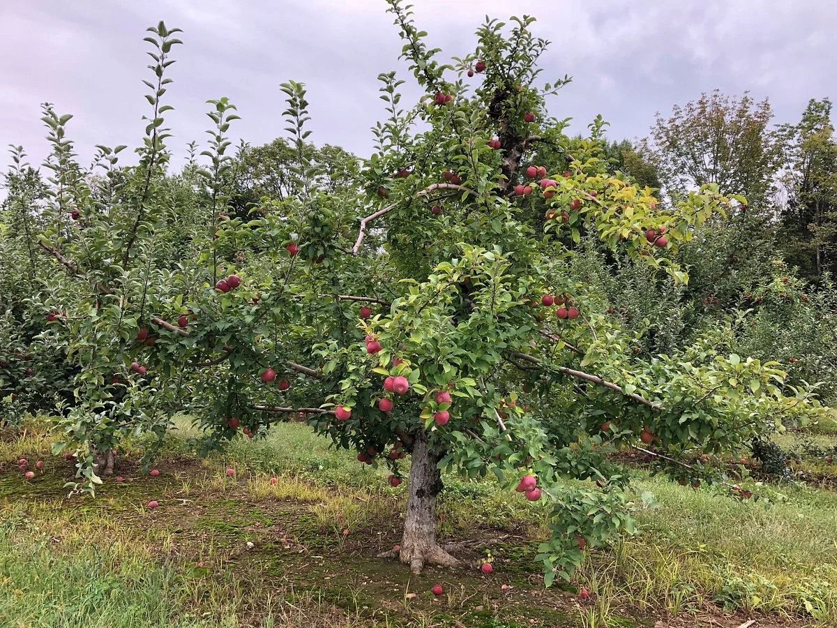 Melick's Town Farm