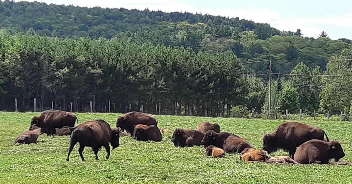 La Terre des Bisons