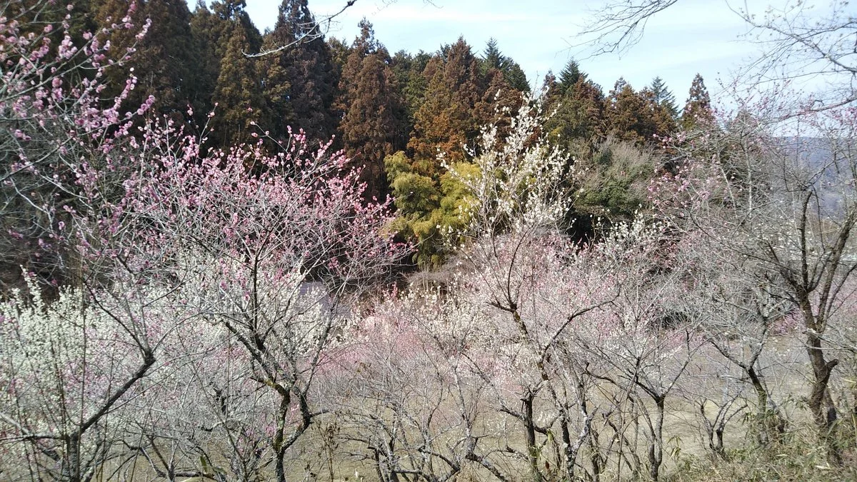 Toritsu Komine Park
