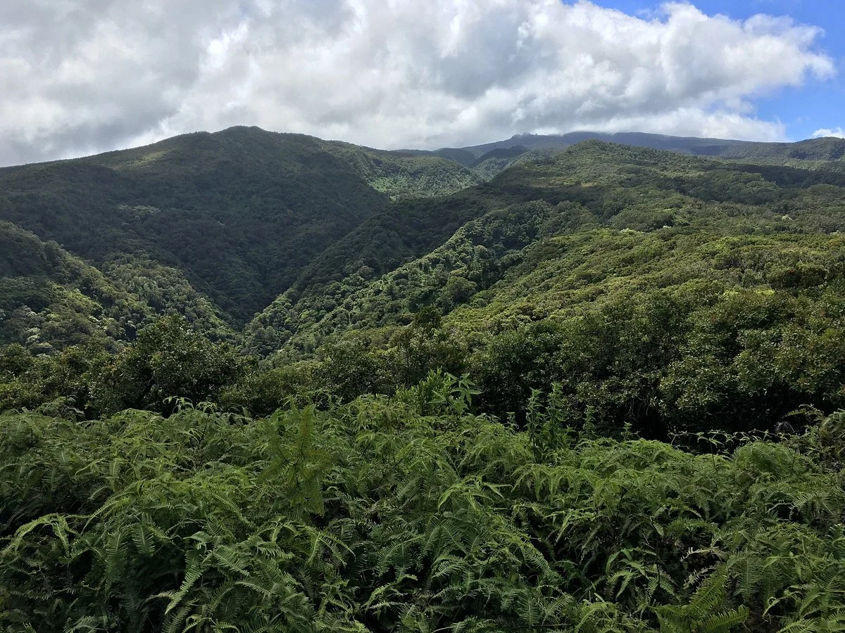 Maunalei Arboretum