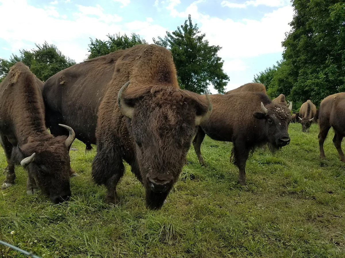 Boss Bison Ranch