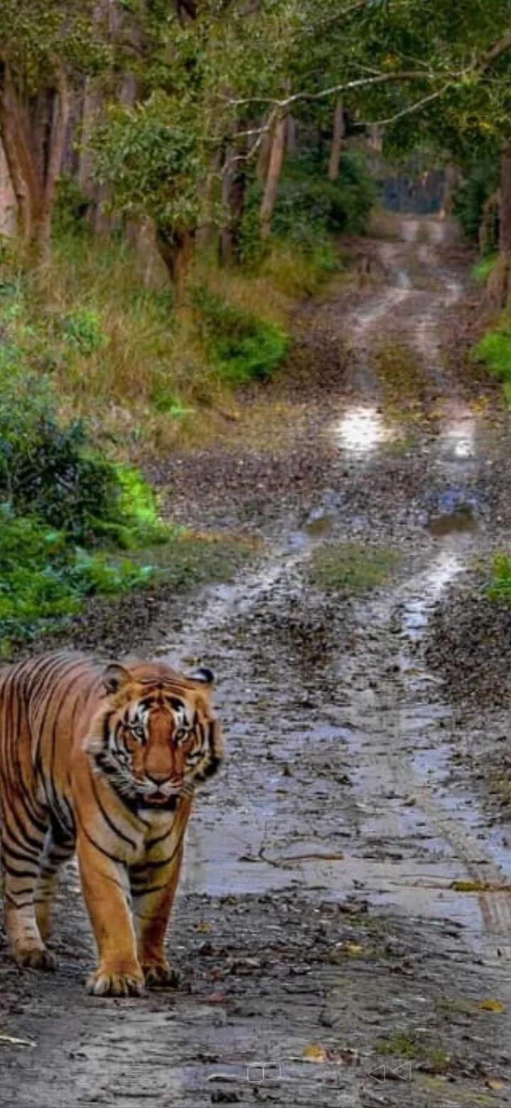Dudhwa National Park