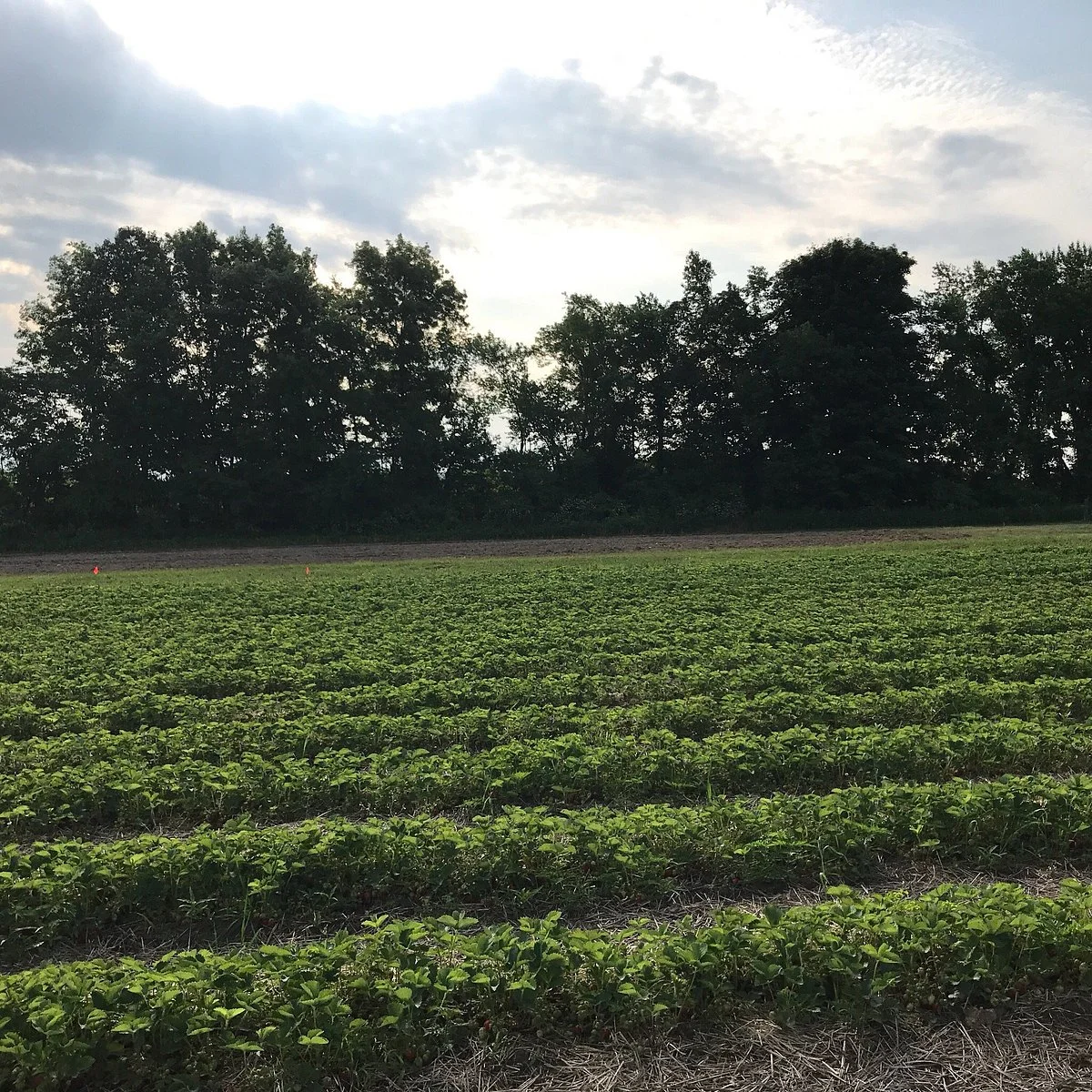 Monroe's Orchard & Farm Market
