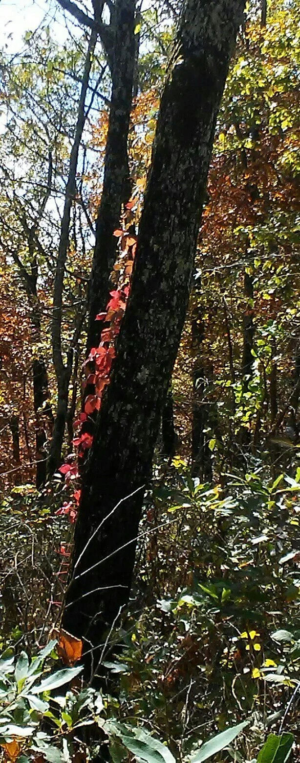 Glade Top Trail