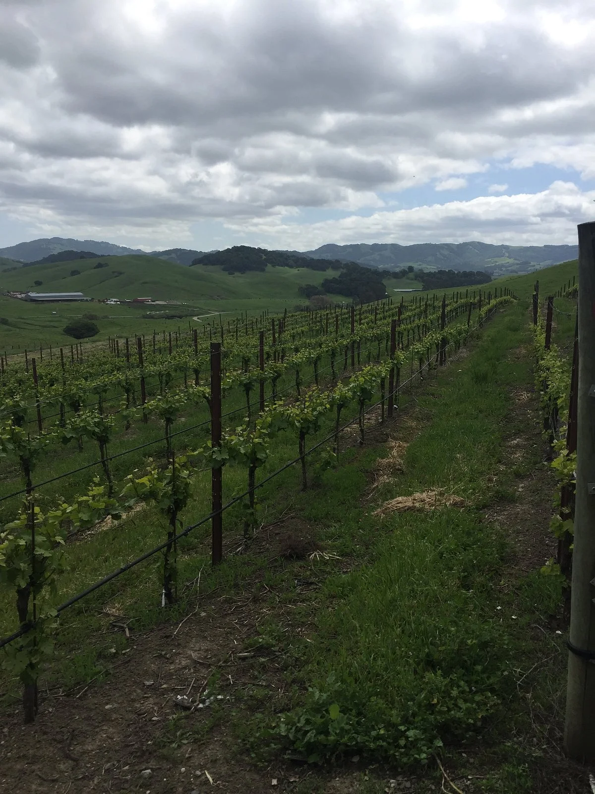 Azari Winery and Vineyard