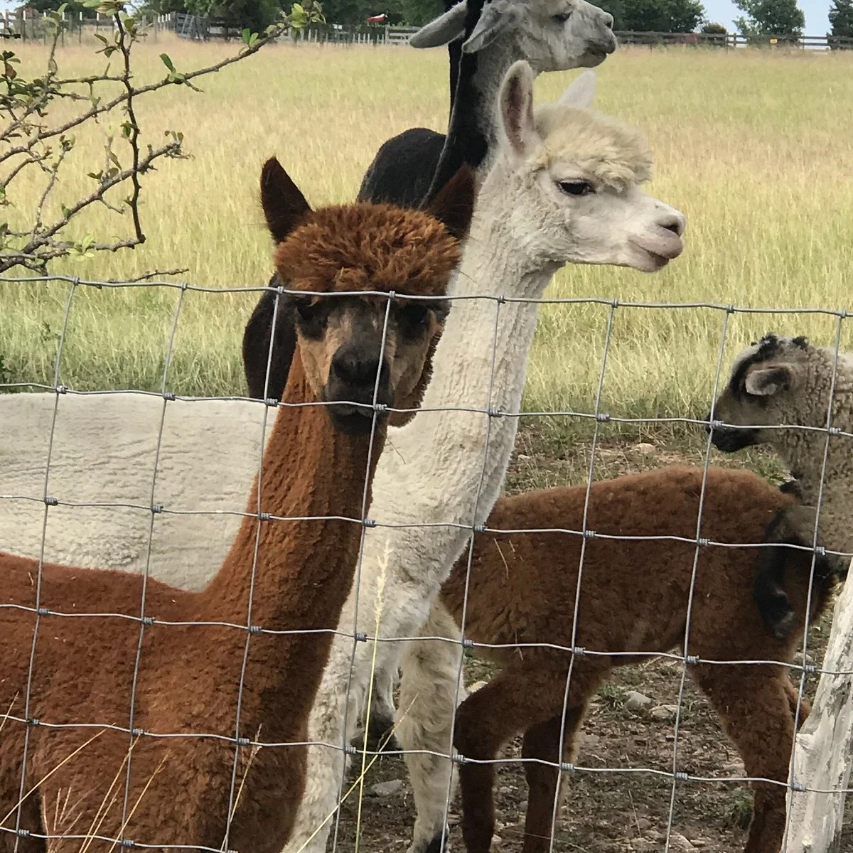 Blue Mule Winery