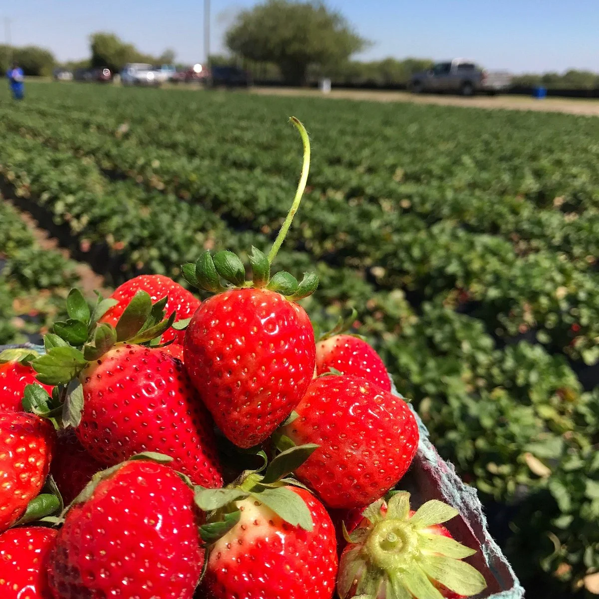 Berry Bay Farm